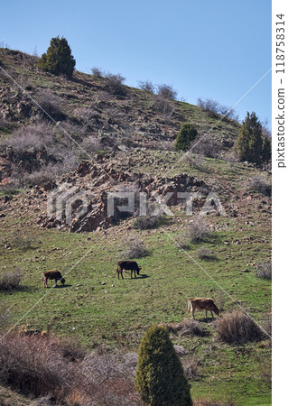 Livestock on free range. Three cows eating grass, grazing on a hillside. Mountain slope with green grass, bushes, tree 118758314