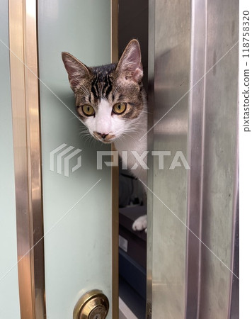 Cat peeking out from under the door Cat peeking out from under the door 118758320