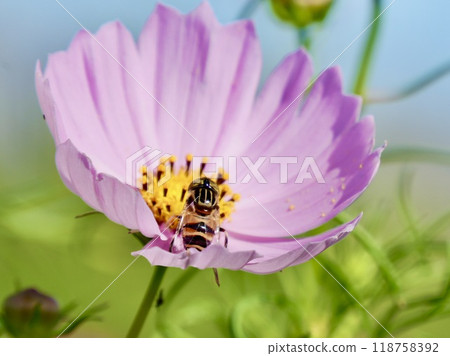 Honey bee sucking cosmos nectar Honey bee sucking cosmos nectar 118758392