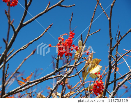 宮城縣、秋田縣、岩手縣的栗駒山和羅文的紅葉（2015年） 118758529