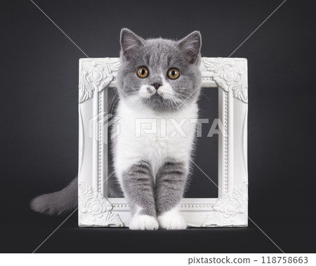 British Shorthair cat on black background British Shorthair cat on black background 118758663
