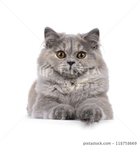British Longhair cat on white background 118758669