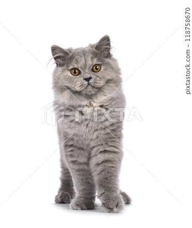 British Longhair cat on white background 118758670
