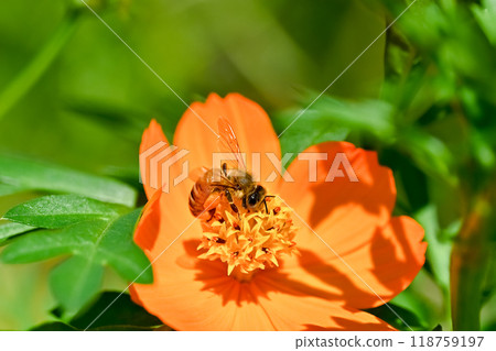 一隻蜜蜂棲息在黃色的波斯菊上 118759197