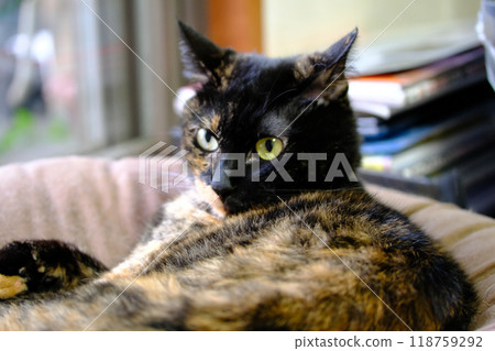 cat relaxing on cushion cat relaxing on cushion 118759292