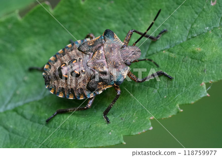 Closeup on a nymph of the European red legged shield bug, Pentatoma rufipes sitting on a green leaf Closeup on a nymph of the European red legged shield bug, Pentatoma rufipes sitting on a green leaf 118759977