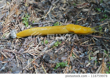 Closeup on a yellow large North-American California banana slug, Ariolimax californicus on the ground Closeup on a yellow large North-American California banana slug, Ariolimax californicus on the ground 118759978