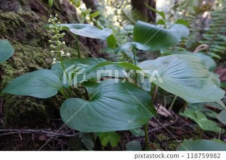 Closeup on the North-American snakeberry or two-leaved Solomon's seal, Maianthemum dilatatum in Crescent city,California Closeup on the North-American snakeberry or two-leaved Solomon's seal, Maianthemum dilatatum in Crescent city,California 118759982