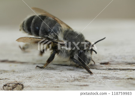 Closeup on a female Pacific Dune-Digger solitary bee, Habropoda miserabilis on a piece of wood Closeup on a female Pacific Dune-Digger solitary bee, Habropoda miserabilis on a piece of wood 118759983