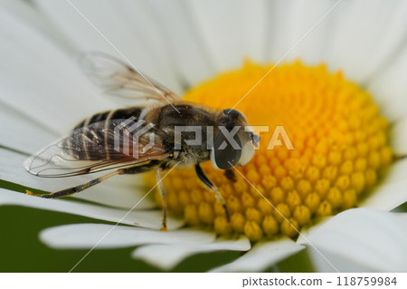 Colorful closeup on a European drone fly, Eristalis arbustorum in a white Ox-Eye Daisy flower, Leucanthemum vulgare Colorful closeup on a European drone fly, Eristalis arbustorum in a white Ox-Eye Daisy flower, Leucanthemum vulgare 118759984