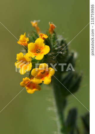 Vertical closeup on the orange flower of the North-American tarweed or bugloss fiddleneck, Amsinckia lycopsoides , at columbia river gorge, Oregon Vertical closeup on the orange flower of the North-American tarweed or bugloss fiddleneck, Amsinckia lycopsoides , at columbia river gorge, Oregon 118759986