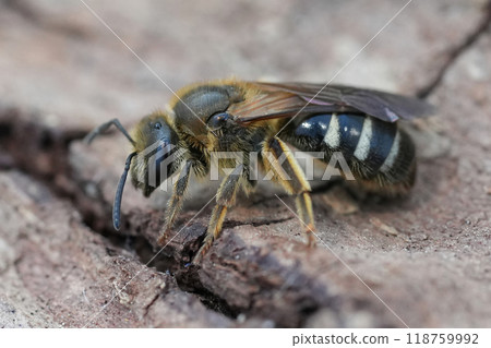 Closeup on a large female North-American furrow bee, Lasioglossum cf. titusi sitting on wood, Coquille, Oregon Closeup on a large female North-American furrow bee, Lasioglossum cf. titusi sitting on wood, Coquille, Oregon 118759992