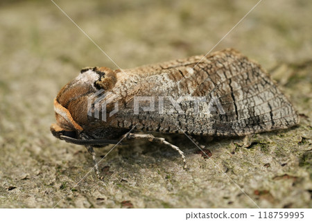 Closeup on the large European Goat moth, Cossus cossus apecies pest of broad-leafed trees Closeup on the large European Goat moth, Cossus cossus apecies pest of broad-leafed trees 118759995