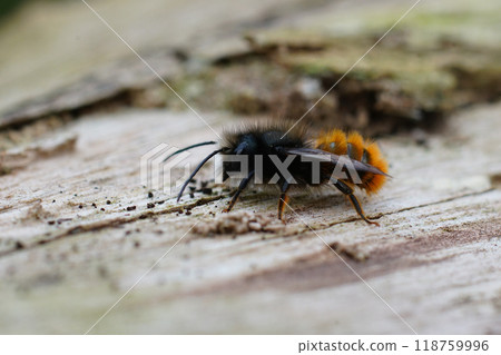 Closeup on a black and orange fluffy male, European orchard mason solitary bee, Osmia cornuta Closeup on a black and orange fluffy male, European orchard mason solitary bee, Osmia cornuta 118759996