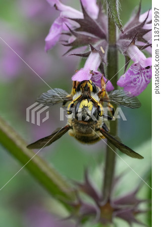 Closeup on a copulating couple European woolcarder bees , Anthidium manicatum while hanging in purple flowers Closeup on a copulating couple European woolcarder bees , Anthidium manicatum while hanging in purple flowers 118759997