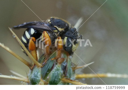 Closeup on a European red list bee species, Trachusa interrupta, resting on a Centaurea solstiitialis in the rain. 118759999