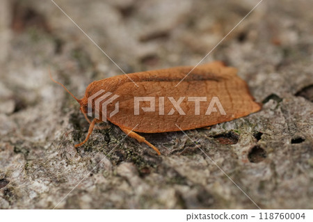 Closeup on a small brown European Carnation Tortrix moth, Cacoecimorpha pronubana sitting on wood Closeup on a small brown European Carnation Tortrix moth, Cacoecimorpha pronubana sitting on wood 118760004