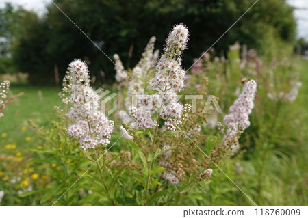 Wide angle closeup on a a rich flowering White Meadowsweet Spirea alba shrub 118760009