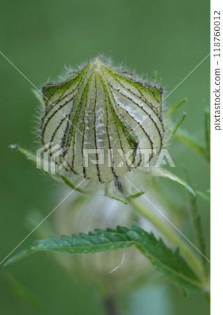 Closeup on an unopened seedbox of the bladder ketmia or Venice mallow wildflower, Hibiscus trionum 118760012