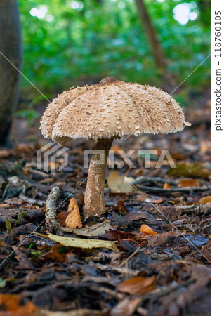 Karakasatake 118760105