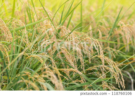 Rice ear during harvest Rice ear during harvest 118760106