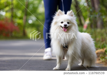 白色博美犬在公園玩耍 118760539