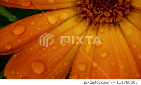 drops of morning dew on an orange flower, macro photo drops of morning dew on an orange flower, macro photo 118760605
