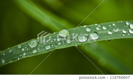 drops of morning dew on the grass macro photo drops of morning dew on the grass macro photo 118760607