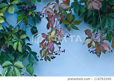 Parthenocissus quinquefolia, Virginia creeper, five-leaved ivy, wild grapes or five-finger with ripe berries. 118761040