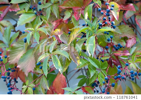 Parthenocissus quinquefolia, Virginia creeper, five-leaved ivy, wild grapes or five-finger with ripe berries. 118761041