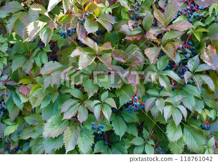 Parthenocissus quinquefolia, Virginia creeper, five-leaved ivy, wild grapes or five-finger with ripe berries. Parthenocissus quinquefolia, Virginia creeper, five-leaved ivy, wild grapes or five-finger with ripe berries. 118761042