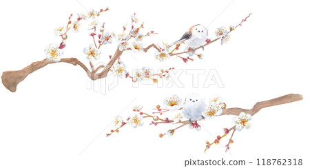 Watercolor illustration of white plum blossoms and wild bird (long-tailed tit). Japanese culture. 118762318