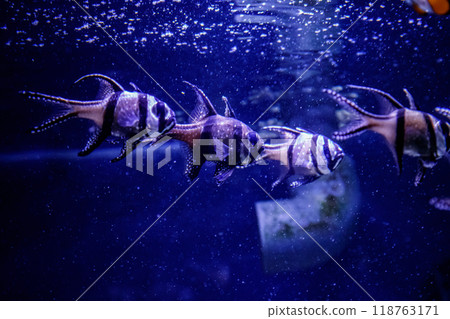 macro fish Pterapogon kauderni (Apogonidae) 118763171