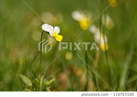 Beautiful spring flowering meadow of fresh flowers 118763180