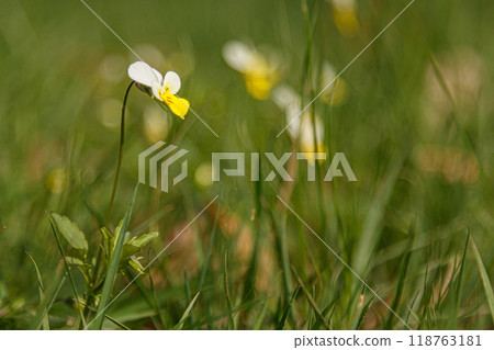 Beautiful spring flowering meadow of fresh flowers 118763181