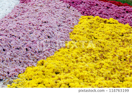 multi-colored flower beds of beautiful chrysanthemums 118763199