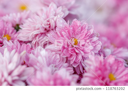 multi-colored flower beds of beautiful chrysanthemums multi-colored flower beds of beautiful chrysanthemums 118763202