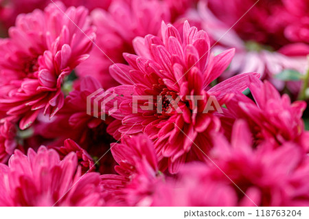 multi-colored flower beds of beautiful chrysanthemums 118763204