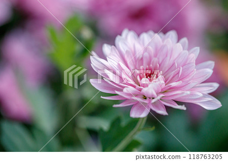 multi-colored flower beds of beautiful chrysanthemums multi-colored flower beds of beautiful chrysanthemums 118763205