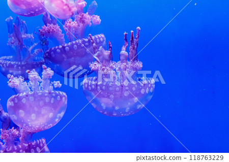 macro of a beautiful jellyfish mastigias papua macro of a beautiful jellyfish mastigias papua 118763229