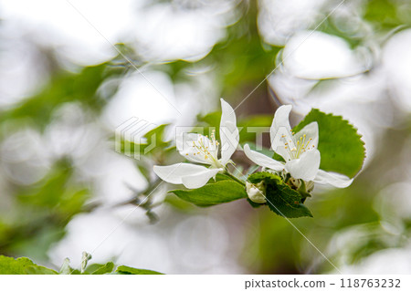 Beautiful spring flowering branches of trees with white flowers and insects macro 118763232