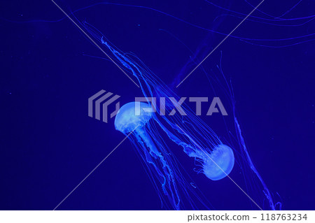 macro of a beautiful jellyfish chrysaora quinquecirrha macro of a beautiful jellyfish chrysaora quinquecirrha 118763234