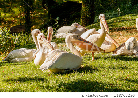 beautiful pelicans birds on grass 118763256