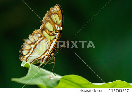macro beautiful butterfly Siproeta stelenes 118763257