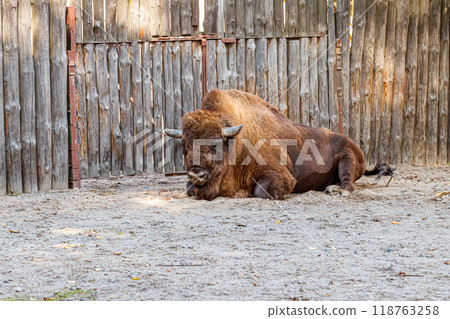 beautiful bison lies on the sand 118763258