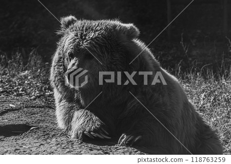 beautiful Tien Shan brown bear beautiful Tien Shan brown bear 118763259