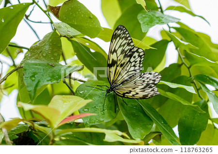 macro beautiful butterfly Idea leuconoe macro beautiful butterfly Idea leuconoe 118763265