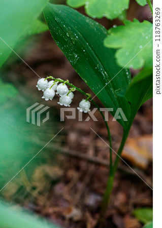 Beautiful spring blooming lilies of the valley with drops of flowers dew Beautiful spring blooming lilies of the valley with drops of flowers dew 118763269