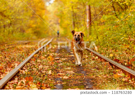 Autumn forest through which an old tram rides (Ukraine) and red dog 118763280