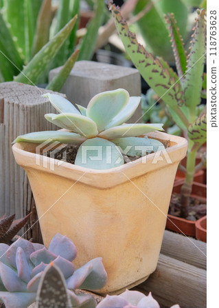 Echeveria elegans. Succulents plants in pot in house. Green plants in home. Shaped rose petals in garden. Pointed succulent. Vertical view. Echeveria elegans. Succulents plants in pot in house. Green plants in home. Shaped rose petals in garden. Pointed succulent. Vertical view. 118763628